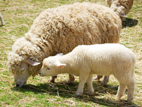 六甲山牧場　子羊のお披露目＆親子で場内自由放牧