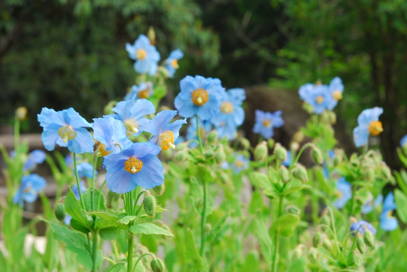 六甲高山植物園『ヒマラヤの青いケシ』神戸市灘区 [画像]