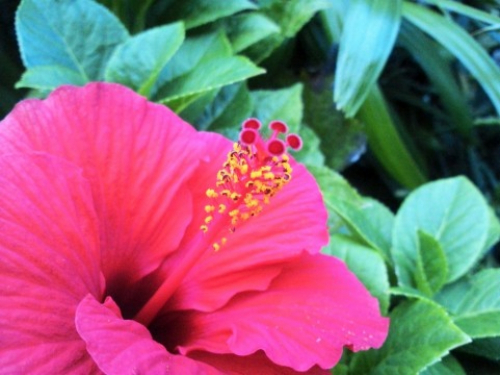 「常夏の花 ハイビスカス展」