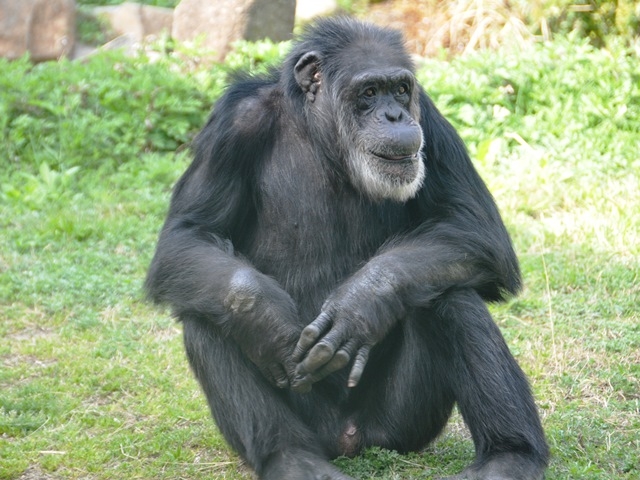 神戸市立王子動物園『飼育係のうらばなしーチンパンジー「ジョニーさん」の生涯を語るー』　神戸市灘区 [画像]