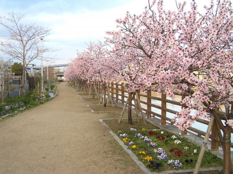 『アーモンド並木と春の水環境フェア2019』　神戸市東灘区 [画像]