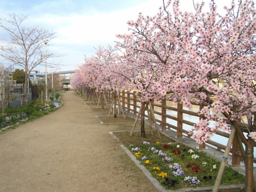 『アーモンド並木と春の水環境フェア2019』　神戸市東灘区