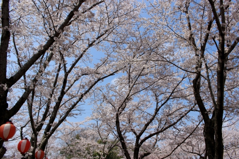 播磨中央公園『さくらまつり』加東市 [画像]