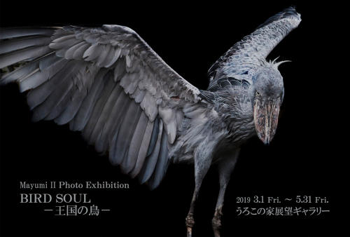 いいまゆみ写真展『BIRD SOUL-王国の鳥-』神戸市中央区