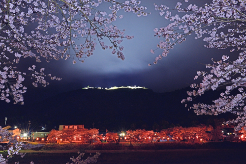竹田城跡『夜桜ライトアップ』朝来市