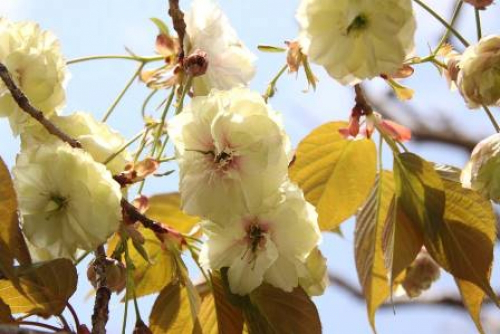 須磨浦公園『新種の桜 須磨浦普賢象』見頃　神戸市須磨区