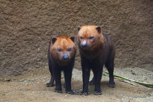 神戸どうぶつ王国　ブッシュドッグやアライグマ、カピバラキッズの展示開始