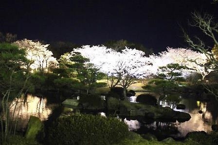 しあわせの村 日本庭園『サクラのライトアップ』神戸市北区 [画像]