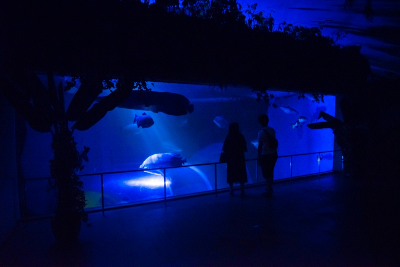 須磨海浜水族園がゴールデンウィーク夜間開園を実施　神戸市須磨区 [画像]