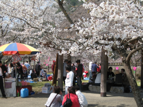 川代公園『川代さくらまつり』　丹波市