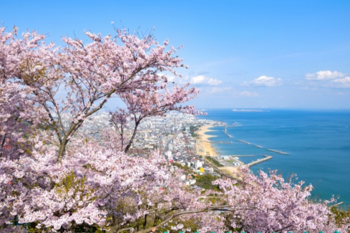 陽桜&夜桜を楽しめる『敦盛桜2019』神戸市須磨区