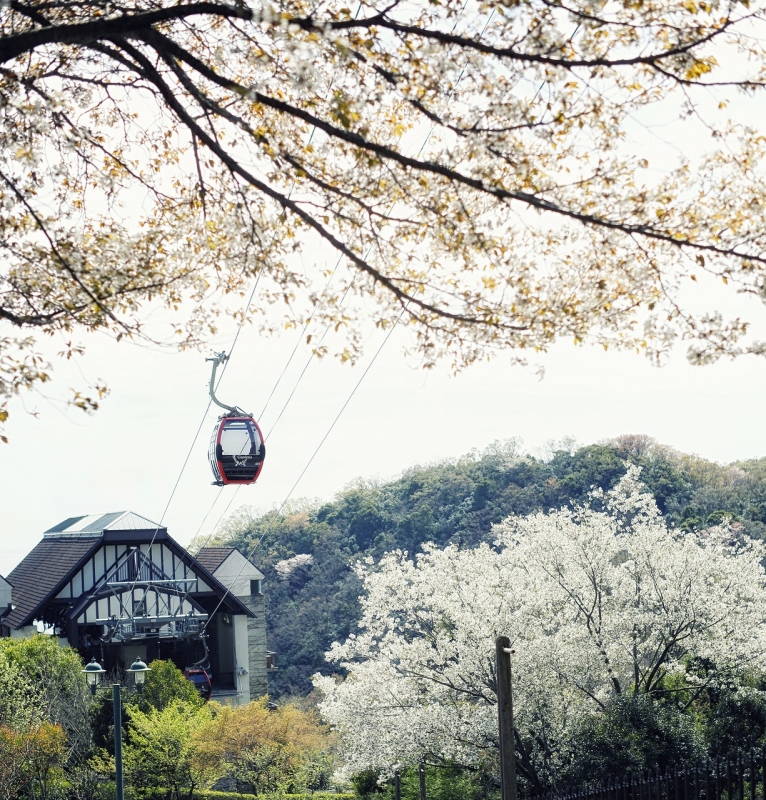 神戸布引ハーブ園／ロープウェイ『山桜カフェ2019』神戸市中央区 [画像]