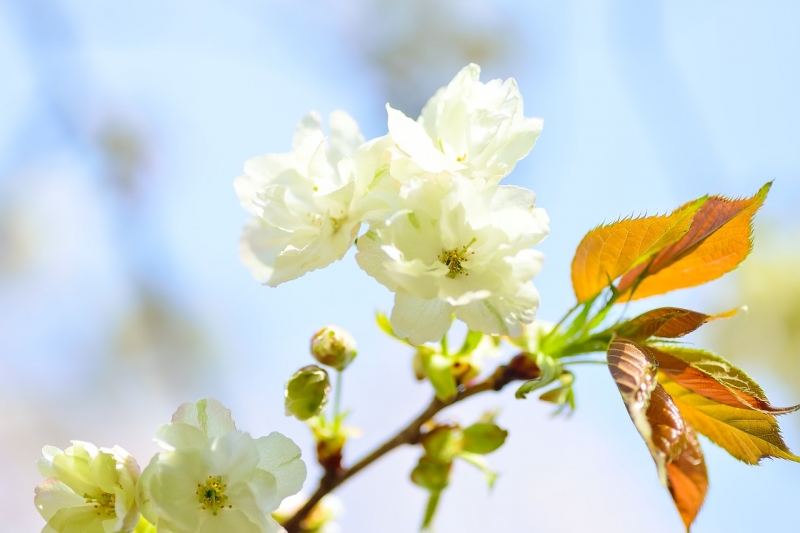 『うこんの桜まつり』　神戸市灘区 [画像]