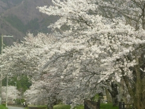 『水分れ 桜まつり』　丹波市 [画像]