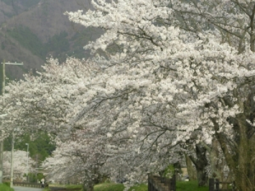『水分れ 桜まつり』　丹波市