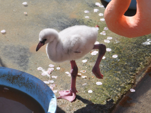 神戸市立王子動物園でフラミンゴのヒナが誕生