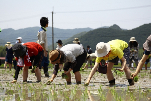 白鶴酒造が“山田錦発祥の地”で田植えイベントを開催　多可郡多可町