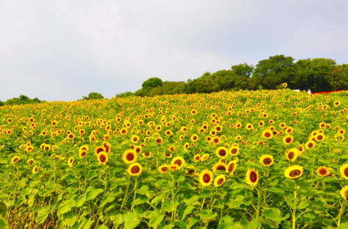 あわじ花さじきで１０万本のひまわりが見ごろ