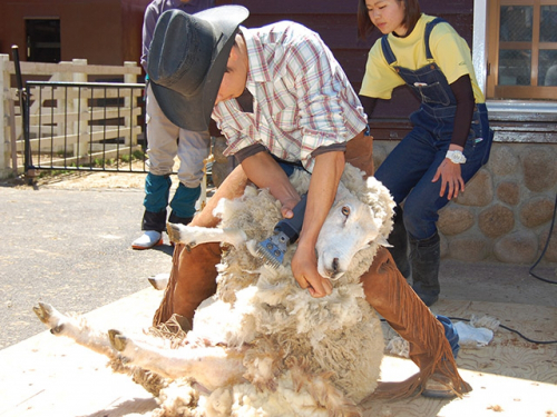 六甲山牧場『羊の一斉毛刈り』　神戸市灘区