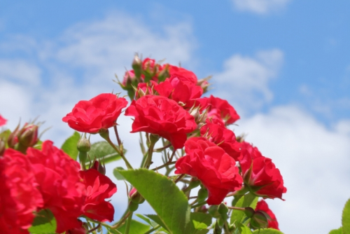 『かいばら薔薇まつり～美しいバラの庭を探して～』 丹波市