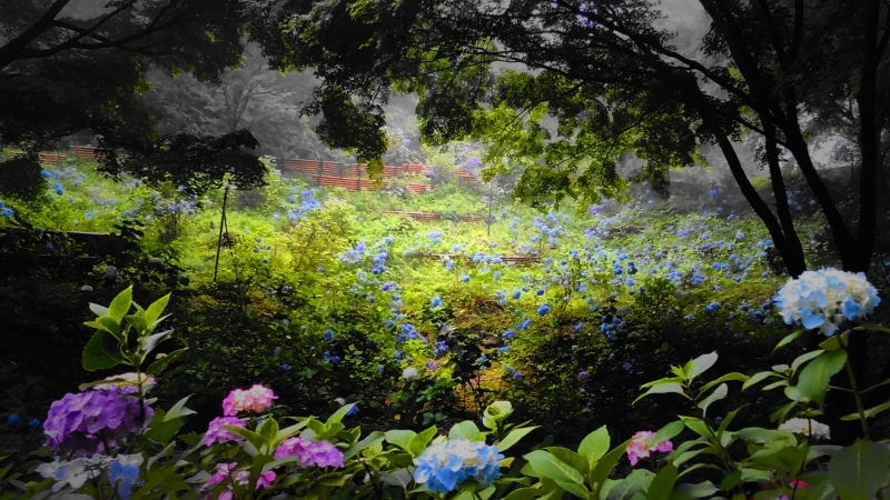 神戸市立森林植物園『森の中のあじさい散策』　神戸市北区 [画像]