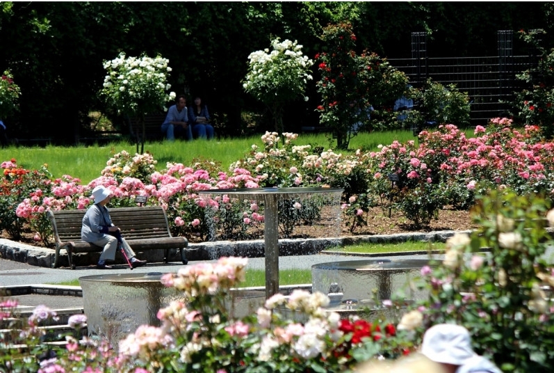 播磨中央公園バラが見ごろ『春のばらまつり』加東市 [画像]