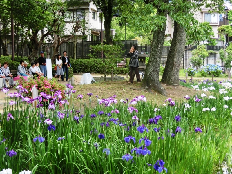 須磨離宮公園『花しょうぶ観賞会』　神戸市須磨区 [画像]
