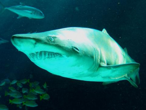 神戸市立須磨海浜水族園『あなたも今日からサメ博士！サメの歯探し教室』　神戸須磨区