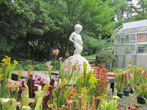 六甲高山植物園『食虫植物のひみつ展』　神戸市灘区