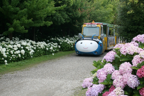 淡路島国営明石海峡公園内を走るトラムカー「夢ハッチ号」アジサイ特別ルートを運行