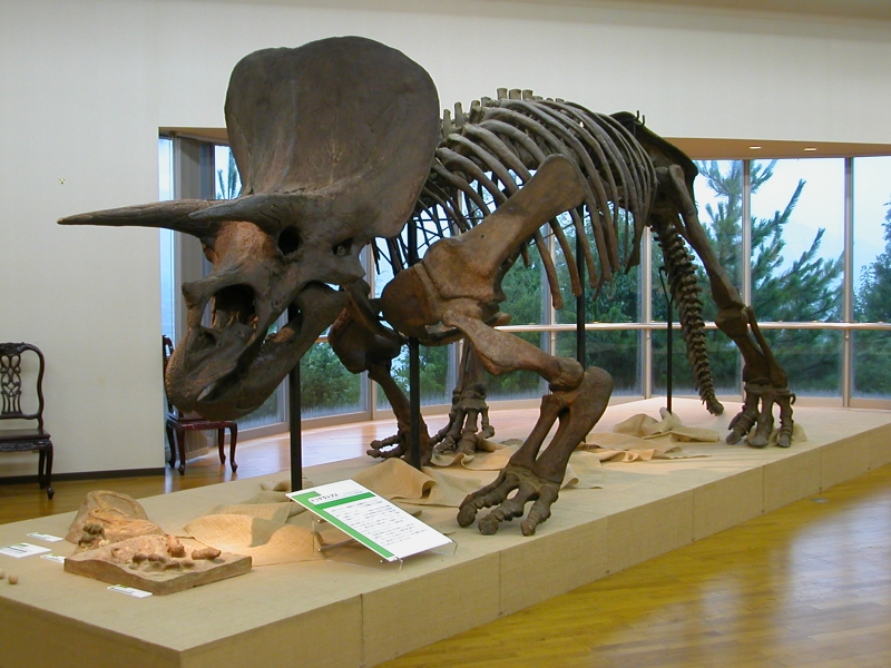 「トリケラトプス」（全身骨格標本）一般財団法人進化生物学研究所　蔵