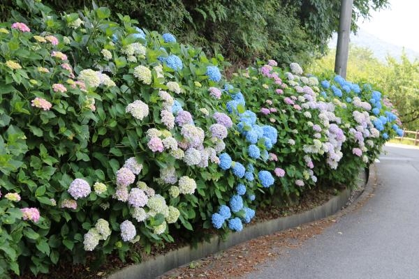 御津自然観察公園（世界の梅公園）のアジサイが見ごろ [画像]