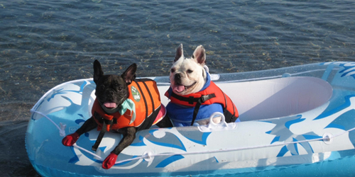 犬専用ビーチが無料開放　豊岡市