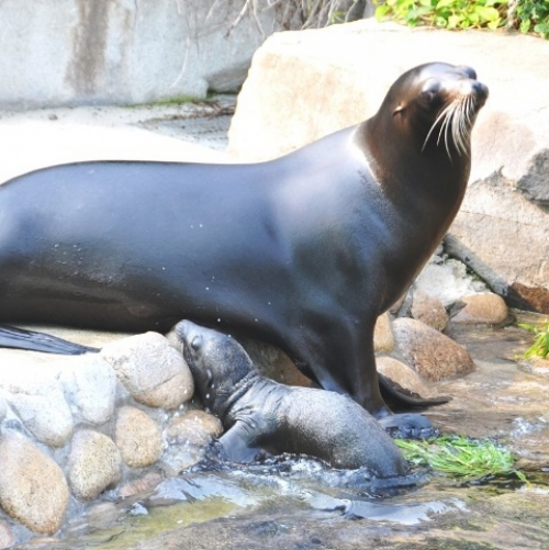神戸市立王子動物園でカリフォルニアアシカの赤ちゃん誕生