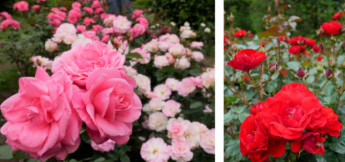 六甲山カンツリーハウス『バラの小径 ローズウオーク』のバラが見ごろを迎える