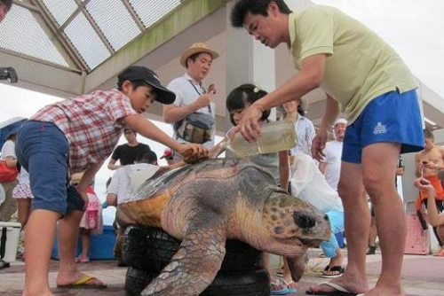 『ウミガメエコツーリズム・アカウミガメの産卵巣はどこだ！？』　神戸市中央区