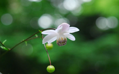 六甲高山植物園　日本の固有種「レンゲショウマ」が見ごろ