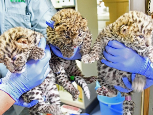 神戸市立王子動物園でアムールヒョウの赤ちゃんが3頭誕生
