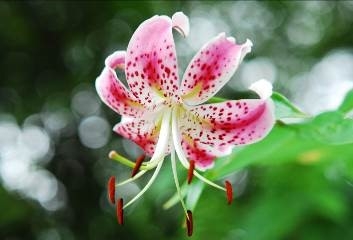 六甲高山植物園でユリの王様「カノコユリ」が見ごろ　神戸市灘区 [画像]