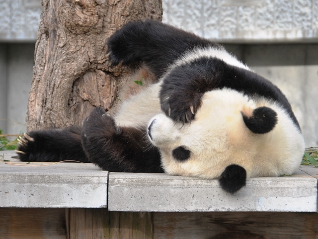 神戸市立王子動物園のジャイアントパンダ「旦旦」の写真一般公募開始 [画像]