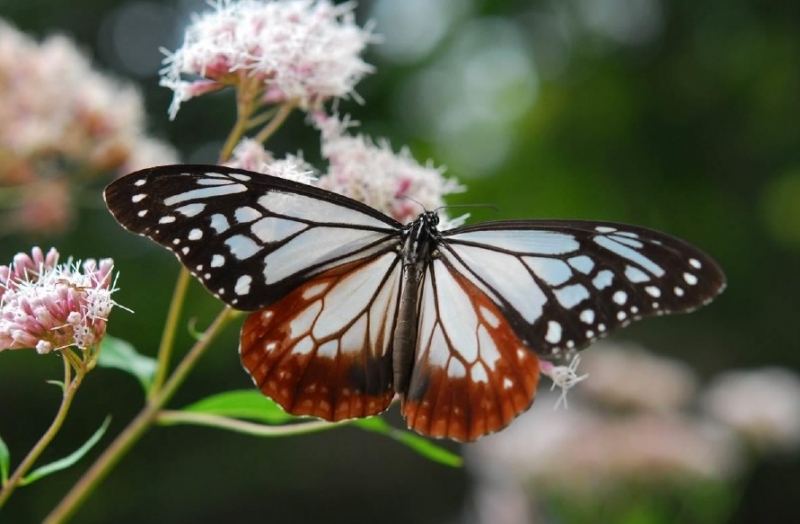 六甲高山植物園　海を渡るチョウ「アサギマダラ」がフジバカマの見頃と共に飛来 [画像]