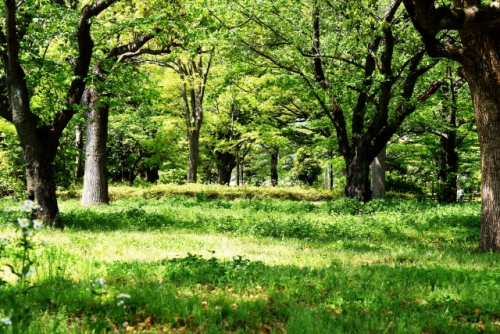 キーナの森『秋の里山観察会』　神戸市北区