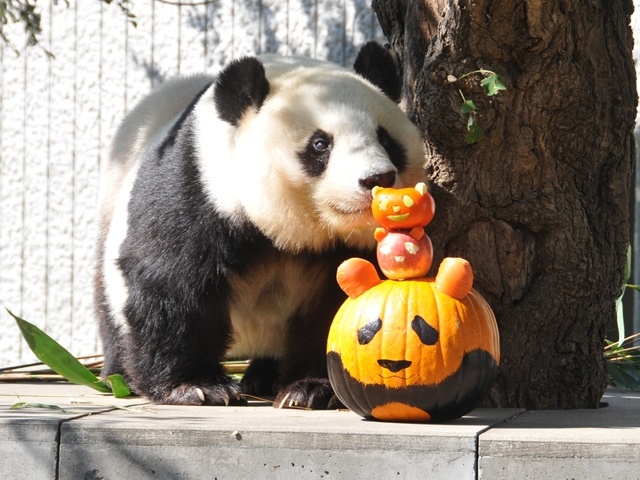 神戸市立王子動物園『ハロウィンZOO～動物たちにかぼちゃをプレゼント～』神戸市灘区 [画像]