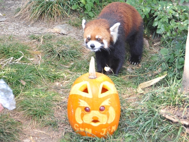 神戸市立王子動物園『ハロウィンZOO～動物たちにかぼちゃをプレゼント～』神戸市灘区 [画像]
