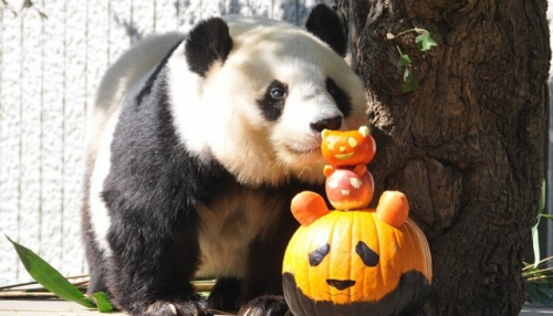 神戸市立王子動物園『ハロウィンZOO～動物たちにかぼちゃをプレゼント～』神戸市灘区