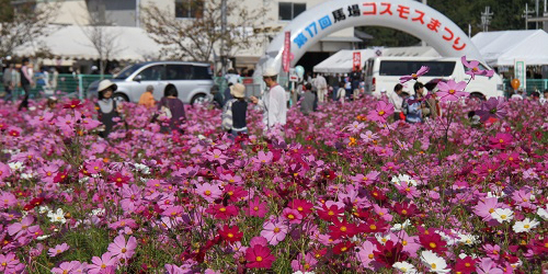 500万本のコスモスや遺跡など　揖保川地域10選めぐりウォーキング