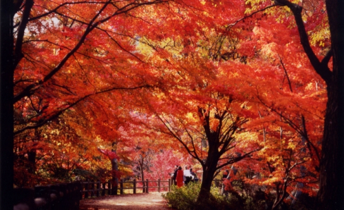 神戸市立森林植物園『森林もみじ散策』　神戸市北区