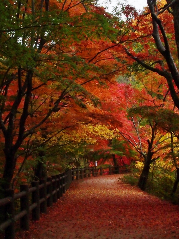 神戸市立森林植物園『森林もみじ散策』　神戸市北区 [画像]