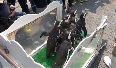 須磨海浜水族園『ペンギンのお散歩ライブ』神戸市須磨区 [画像]