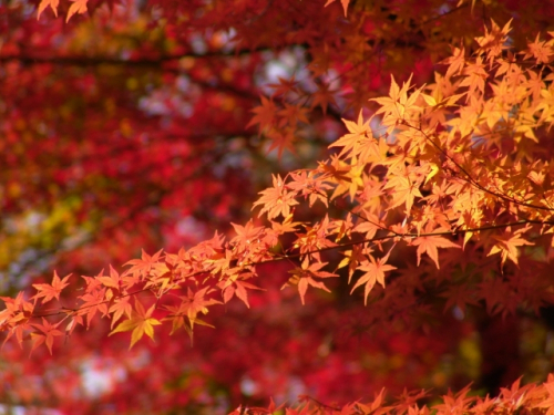 『秋の北播磨　味と風情の魅力満喫ツアー』北播磨地域